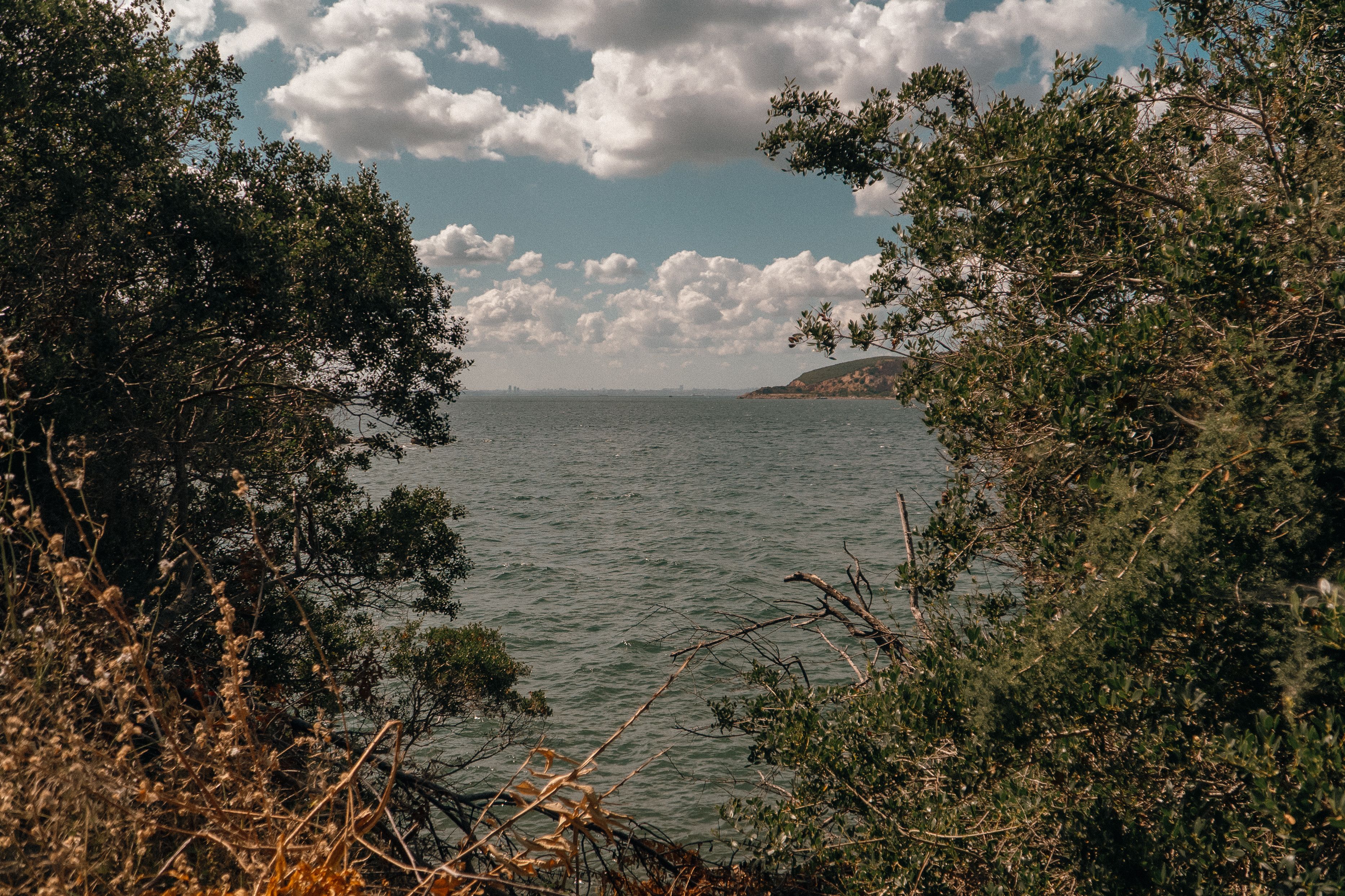 Tranquil Coastal View with Lush Greenery · Free Stock Photo