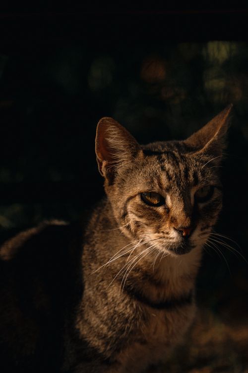 Free A detailed close-up portrait of a domestic tabby cat with natural light creating dramatic shadows on its face. Stock Photo