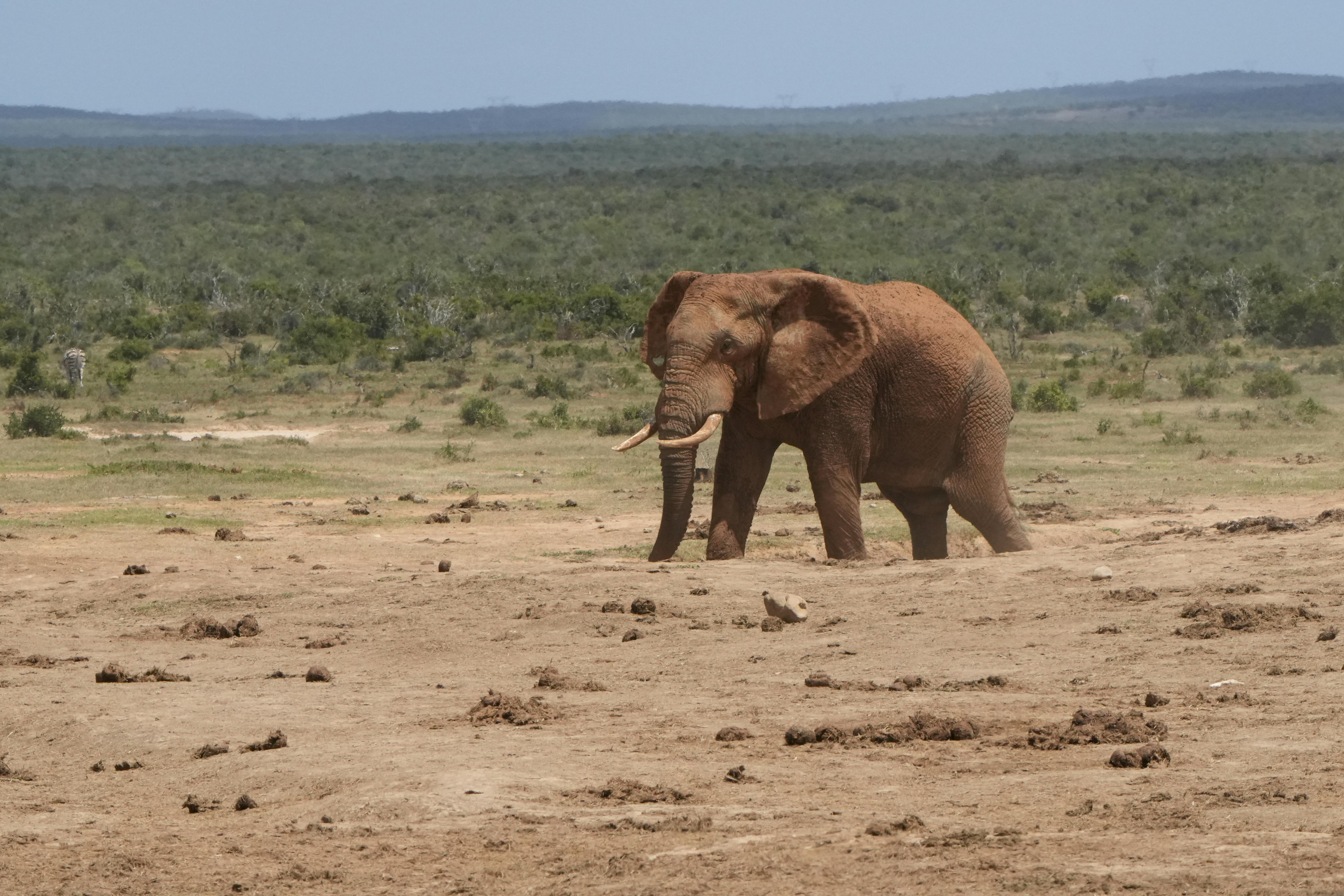 Essential Safari Tips and Expert Travel Advice