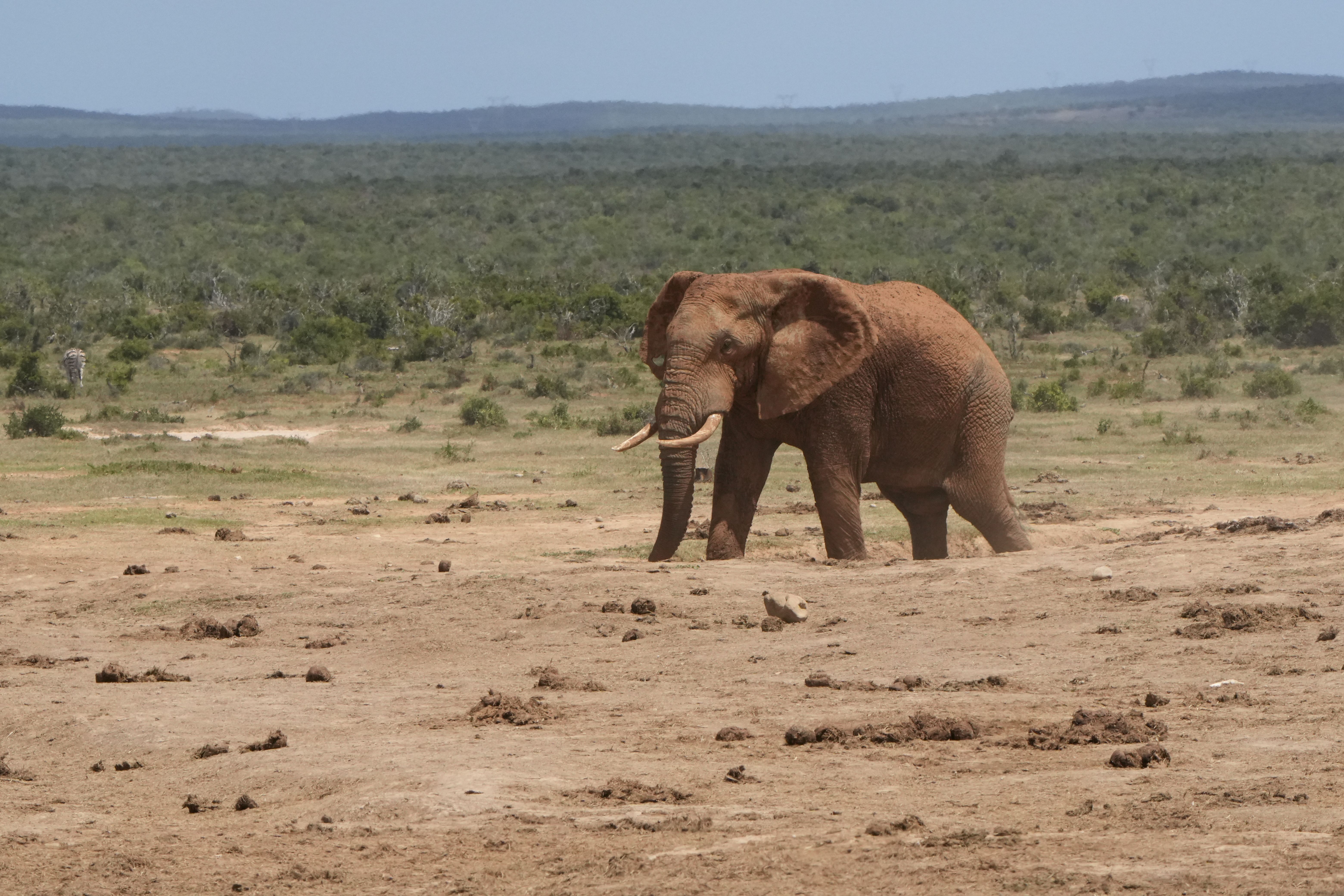 Elephant Whisperer Photos, Download The BEST Free Elephant Whisperer