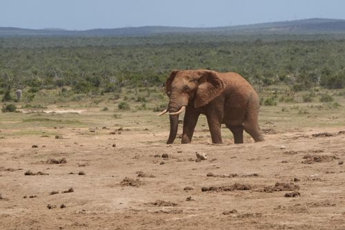 Free Majestic African elephant strolling through South African savanna under a clear sky. Stock Photo
