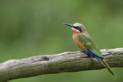Free White-fronted bee-eater resting on a branch in Lobamba, eSwatini. Stock Photo