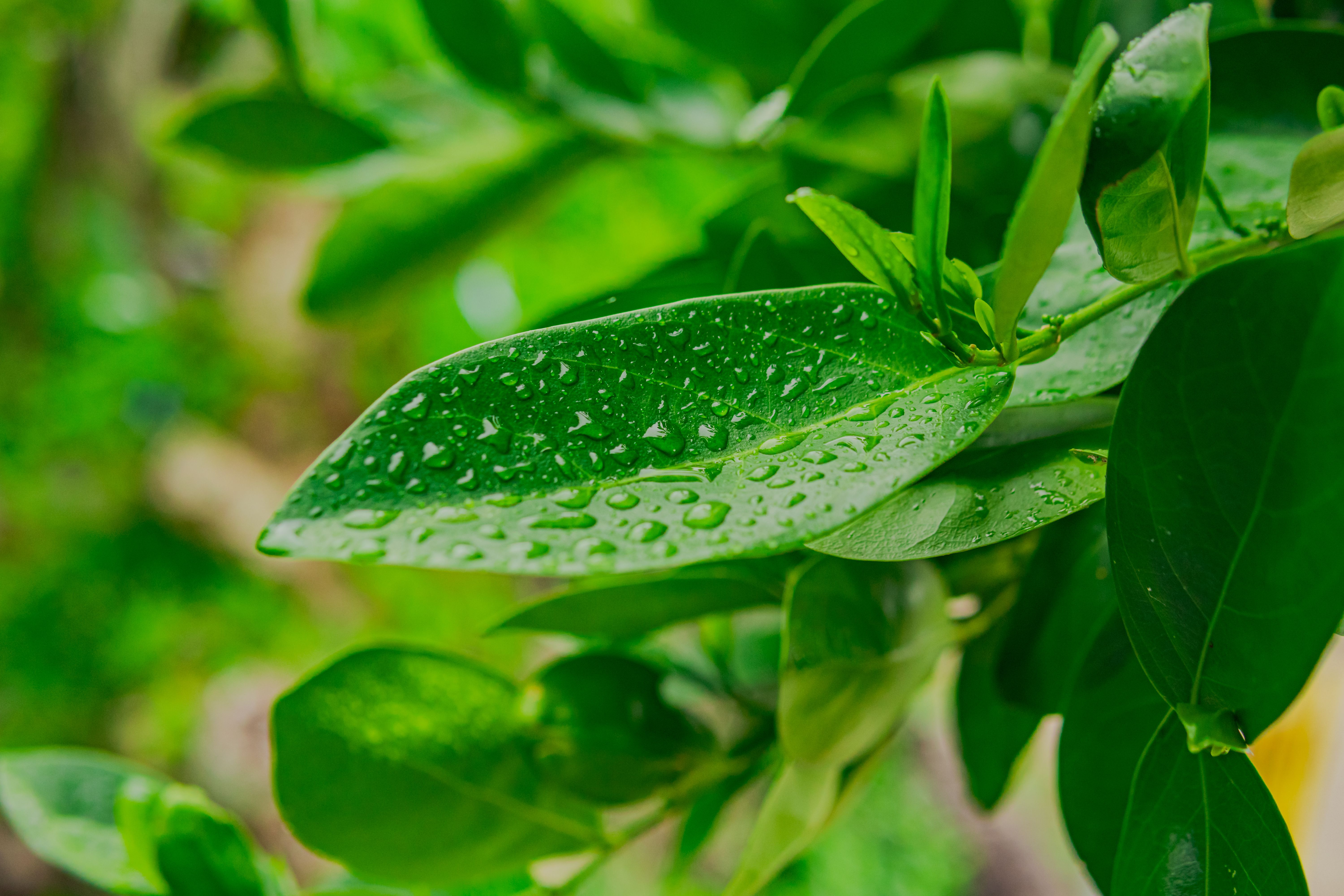Folhas verdes em close-up