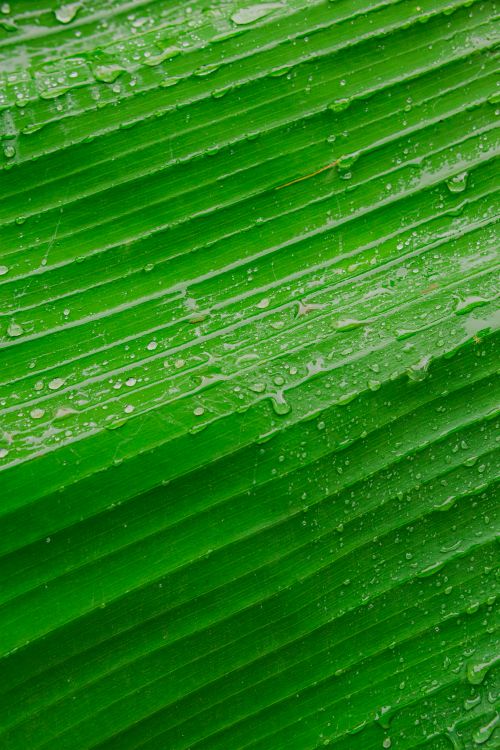 Free Detailed shot of dew on a vibrant green banana leaf showcasing natural patterns and textures. Stock Photo