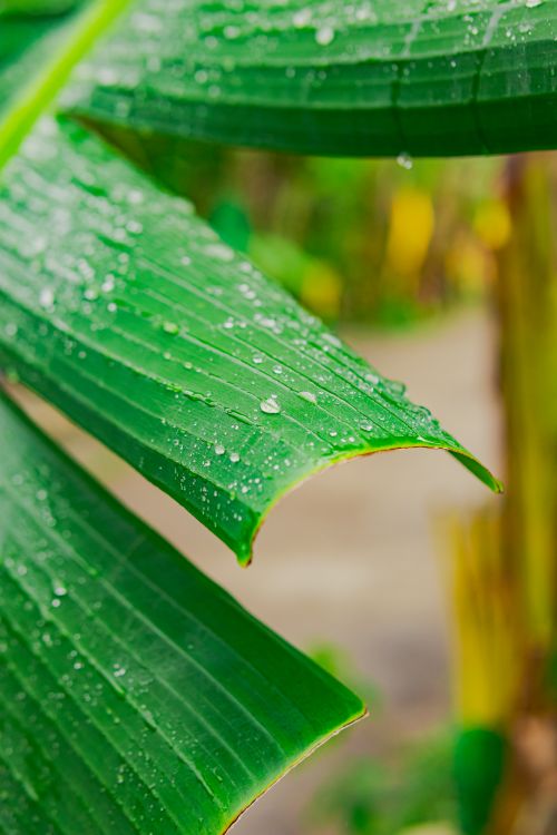 Free Green banana leaf with morning dew droplets, offering a fresh, natural outdoor feel. Stock Photo