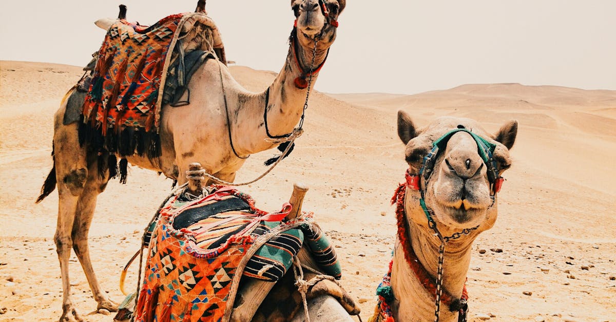 Free stock photo of camels, desert, dry