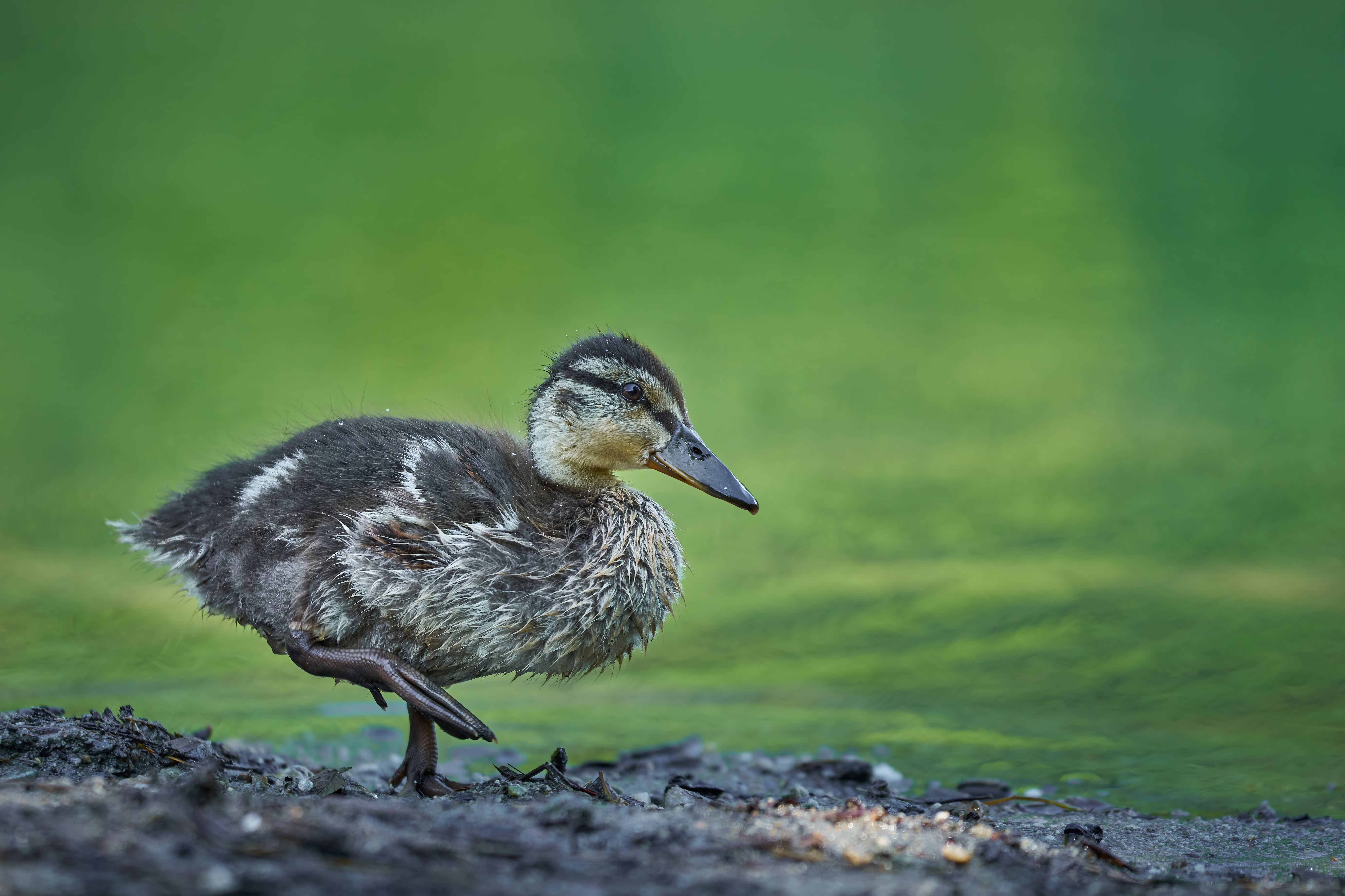 Young Duckling by a Tranquil Lake Shore · Free Stock Photo