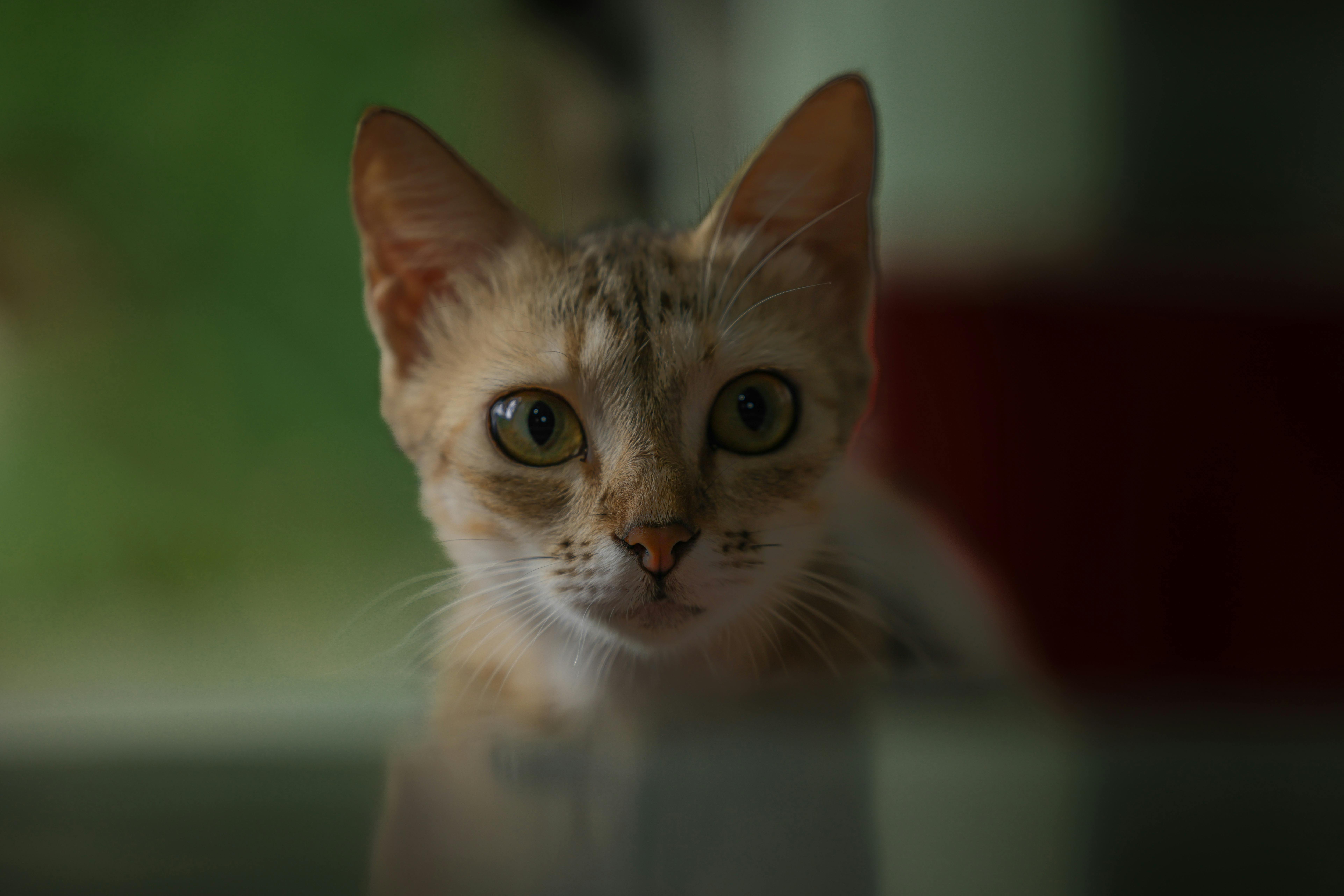 Mindfulness and Stress Relief Tips: Practicing Mindfulness for a Calmer Life