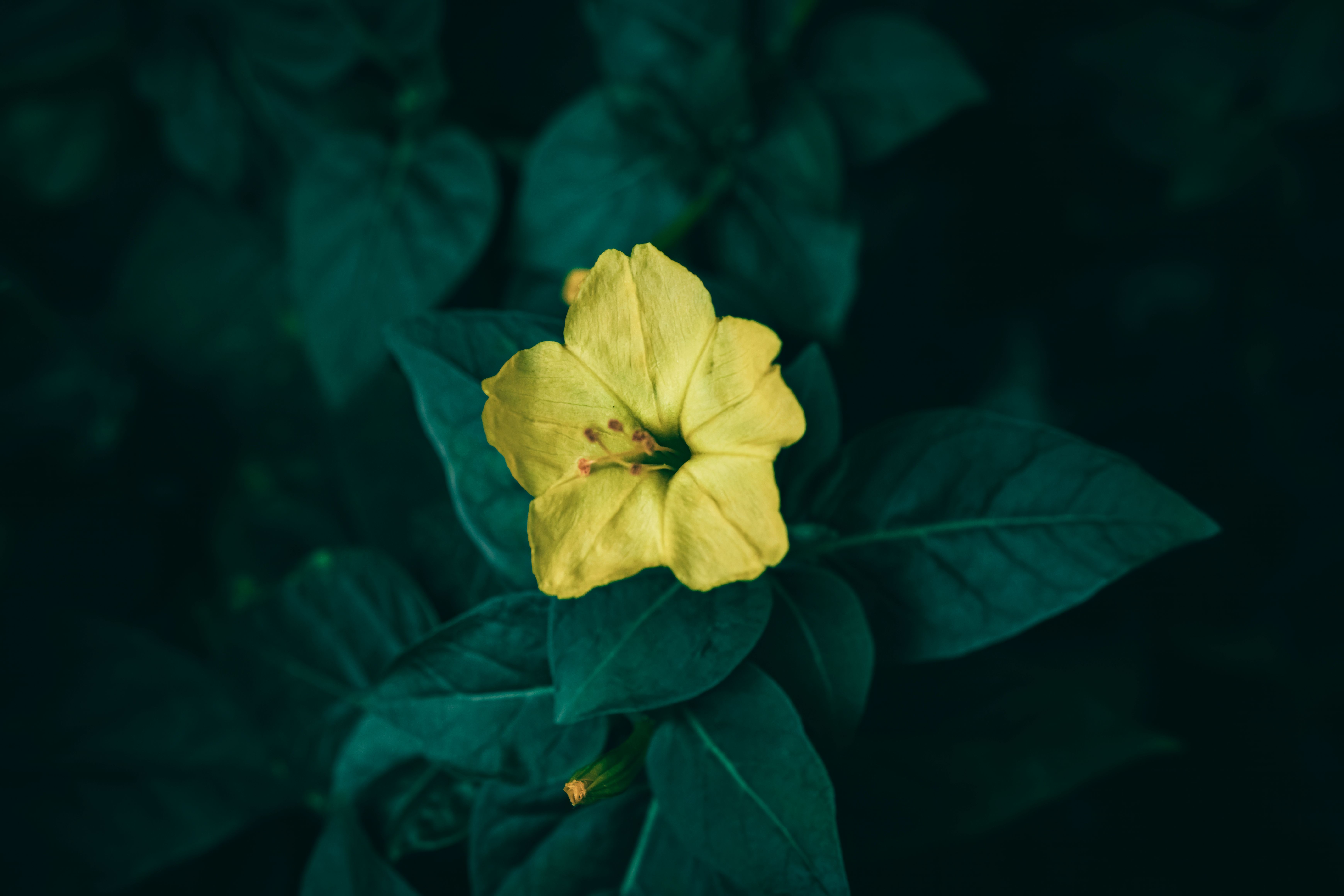 Gratuit Prim-plan al unei minuni galbene a florii din Peru, printre frunze verde închis, emanând prospețime și frumusețe naturală. Fotografie de stoc