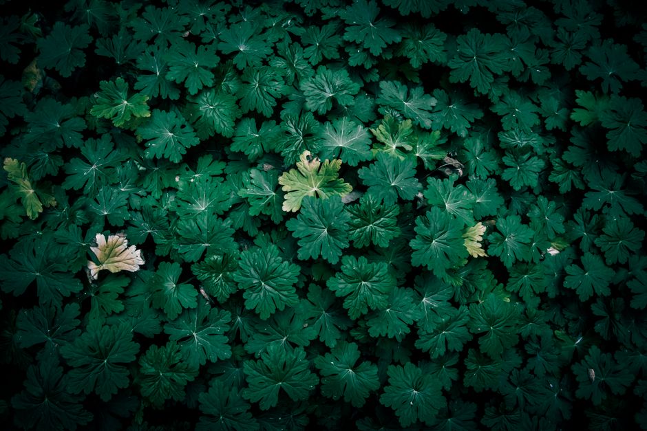 A dense cluster of vibrant green bigroot geranium leaves in a garden setting.