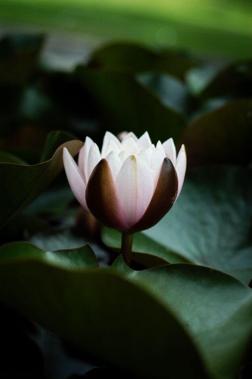Free Elegant white lotus flower blooming amidst green leaves in a peaceful pond. Stock Photo