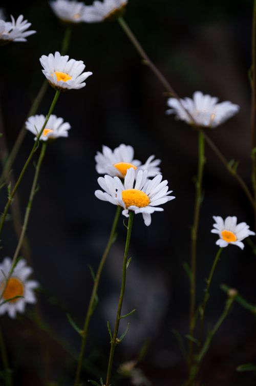 Free Beautiful close-up of blooming white daisies with yellow centers in natural setting, perfect for floral themes. Stock Photo