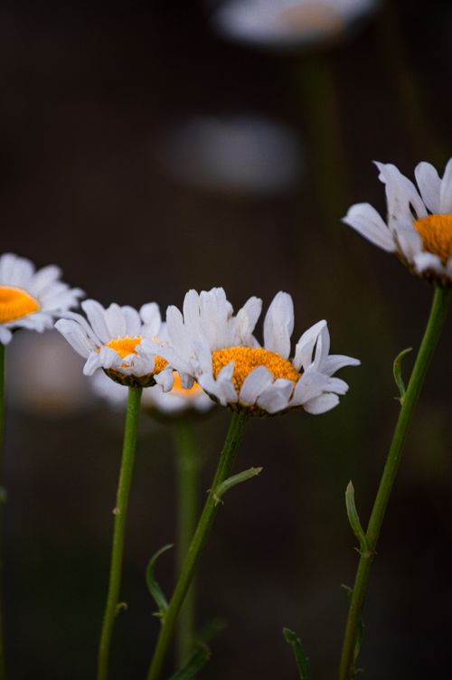 Free Close-up of vibrant white daisies with yellow centers in a natural setting, capturing spring beauty. Stock Photo