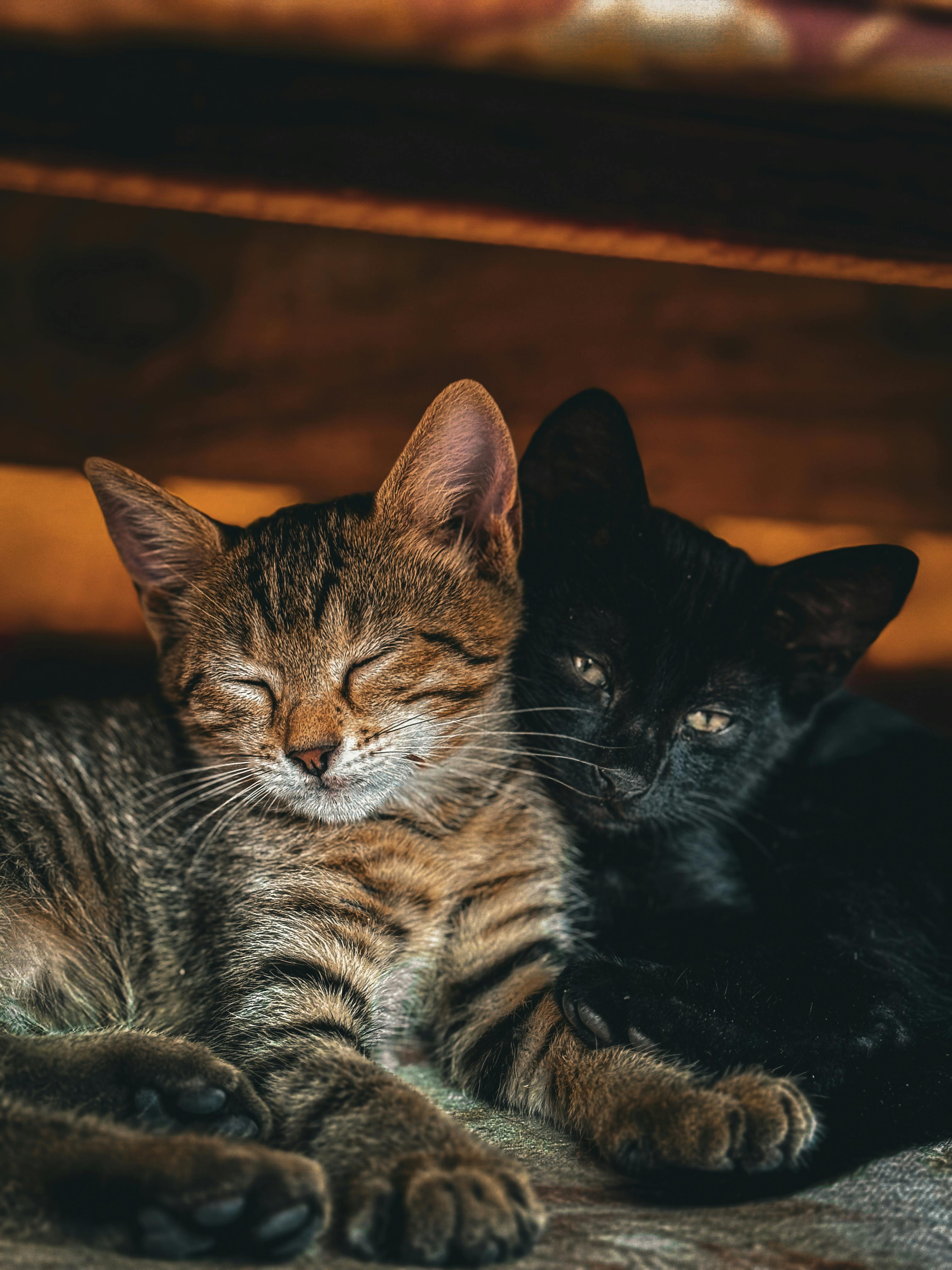 Two adorable kittens, a tabby and a black, cuddling closely indoors, exuding warmth and comfort.