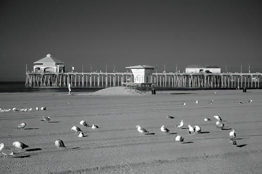 A serene view of seagulls on Huntington Beach with the iconic pier in the background.
