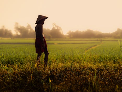 A young farmer walks through a rice field in Lampung, Indonesia at sunset, wearing a traditional hat.