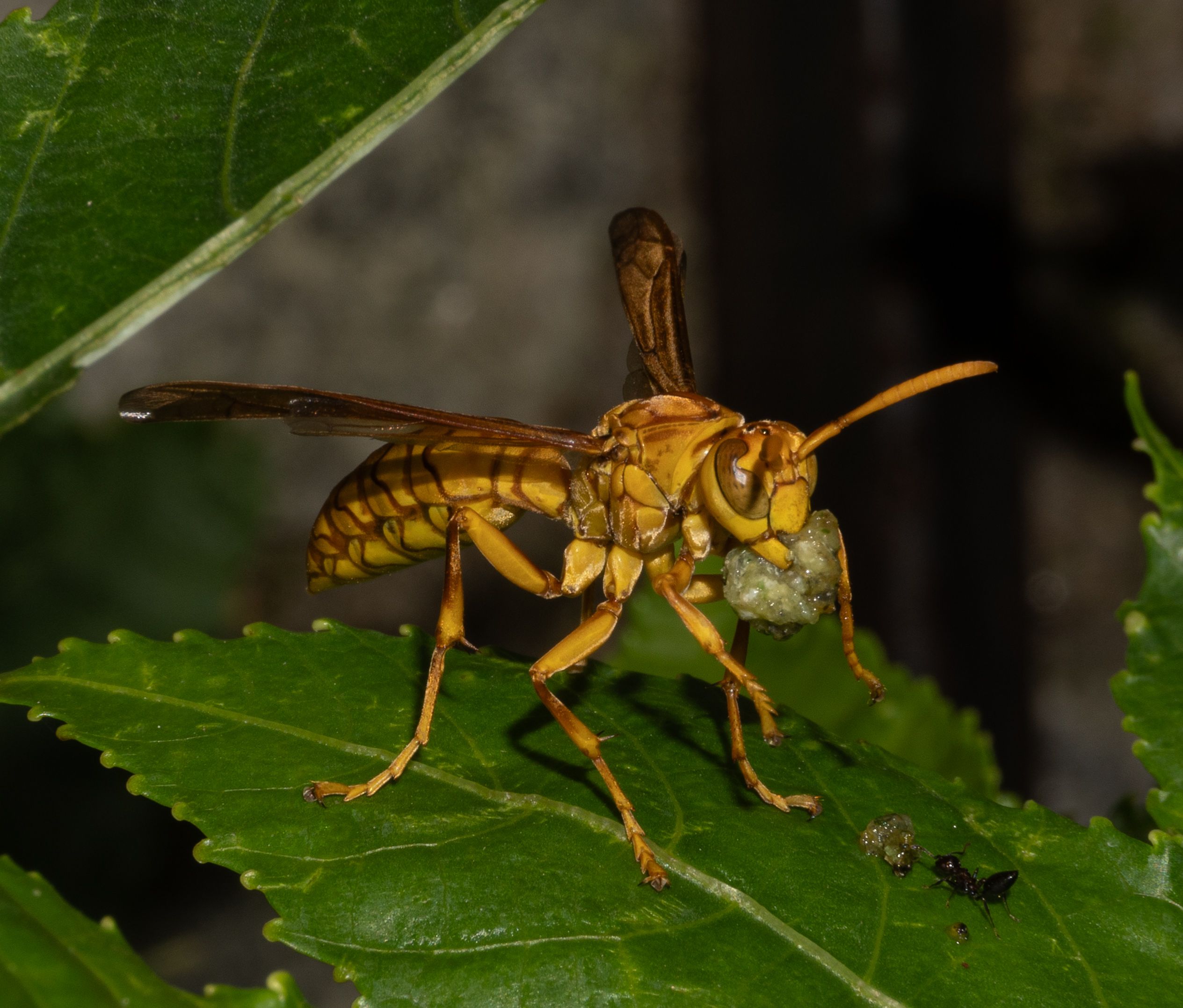 professional wasp nest removal cost East Sussex