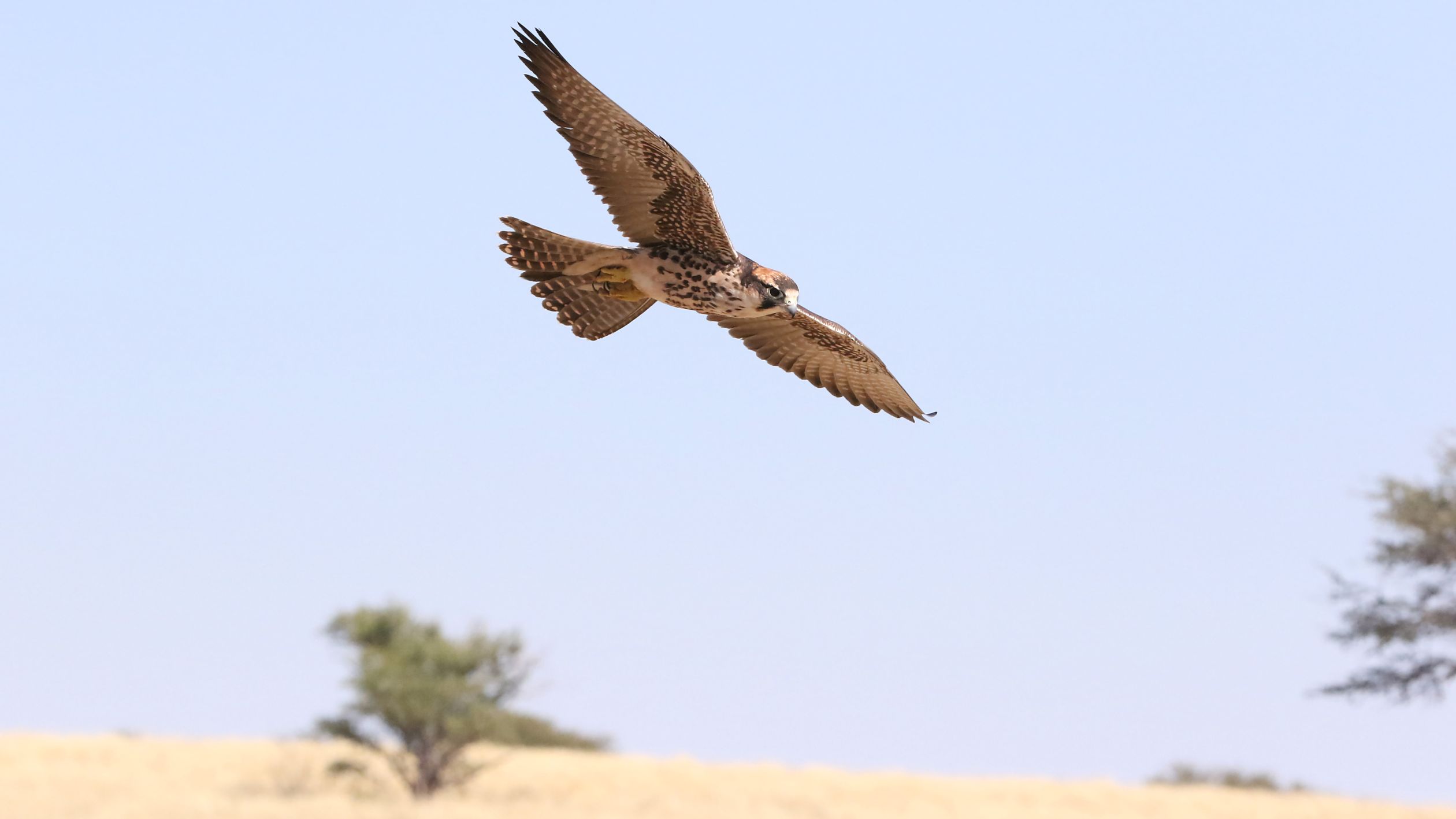 Lanner Falcon in Flight Over Desert Landscape · Free Stock Photo