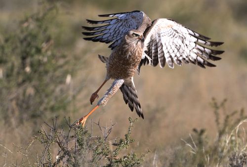 Free Captivating action shot of a Southern Pale Chanting Goshawk soaring in the Kgalagadi Transfrontier Park. Stock Photo