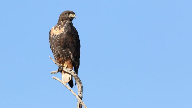 Jackal Buzzard (Buteo rufofuscus) perched on branch in Kgalagadi Transfrontier Park, showcasing its majestic pose under a clear sky.