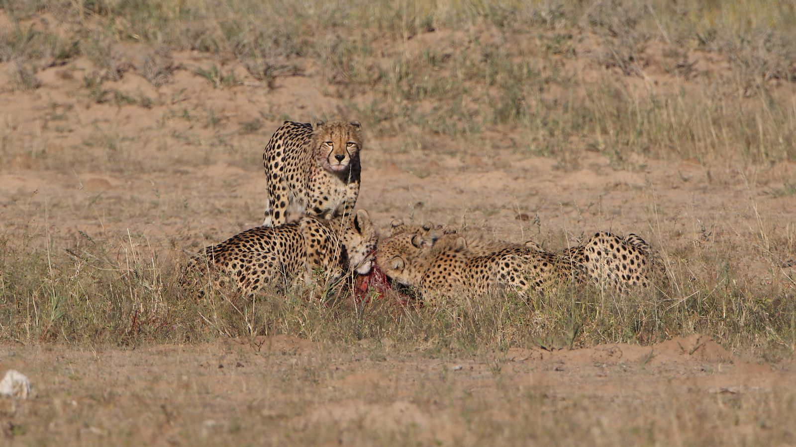 Cheetahs feeding in kgalagadi transfrontier park, Botswana