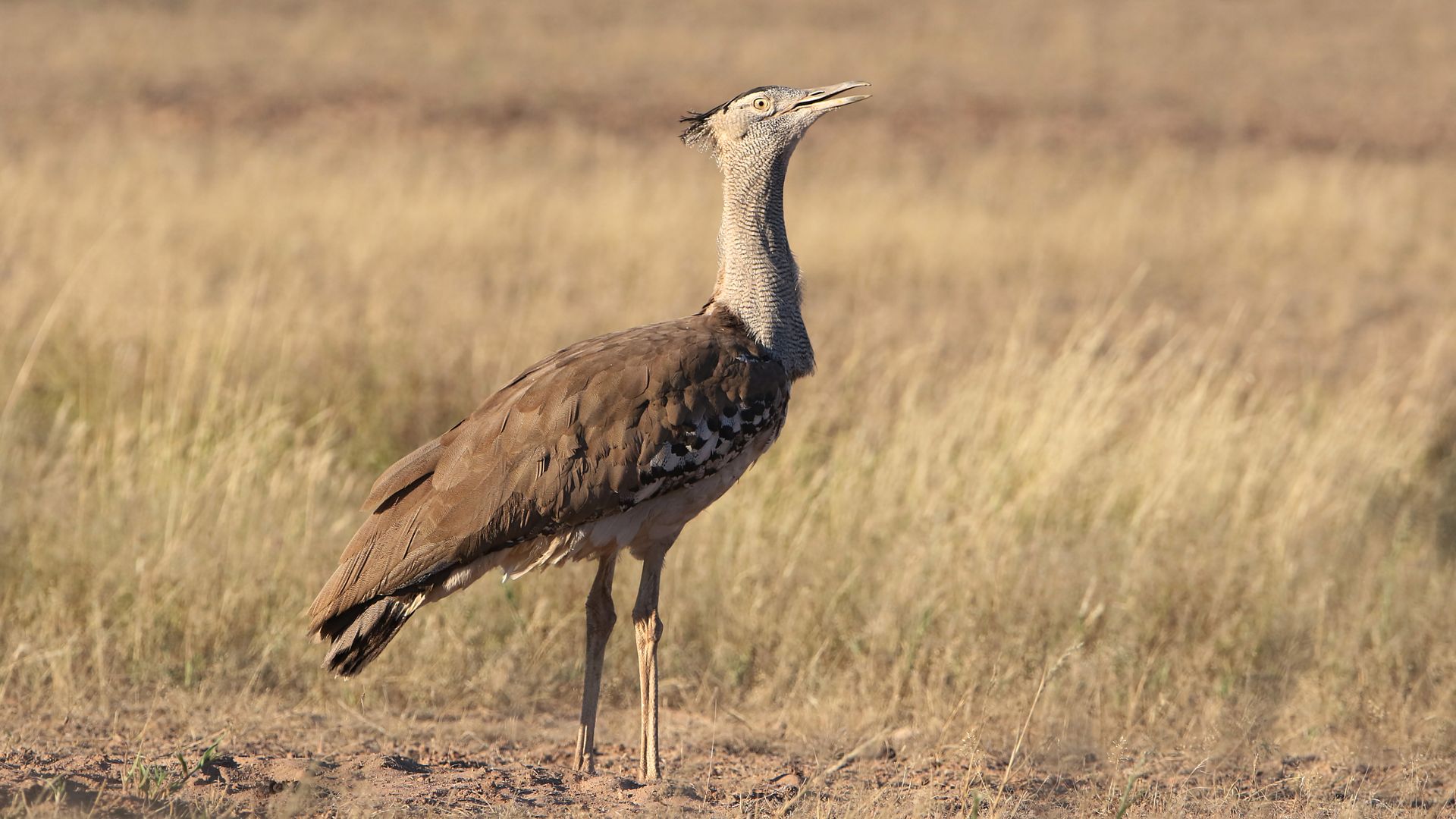 Majestic Kori Bustard standing in the grasslands of Kgalagadi Transfrontier Park, Northern Cape.