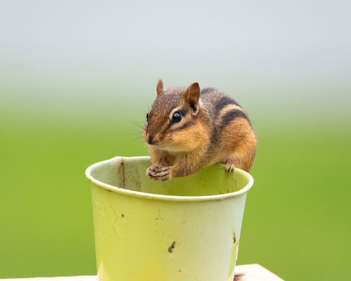 Free A chipmunk perched in a green cup outdoors in Canonsburg, Pennsylvania. Stock Photo