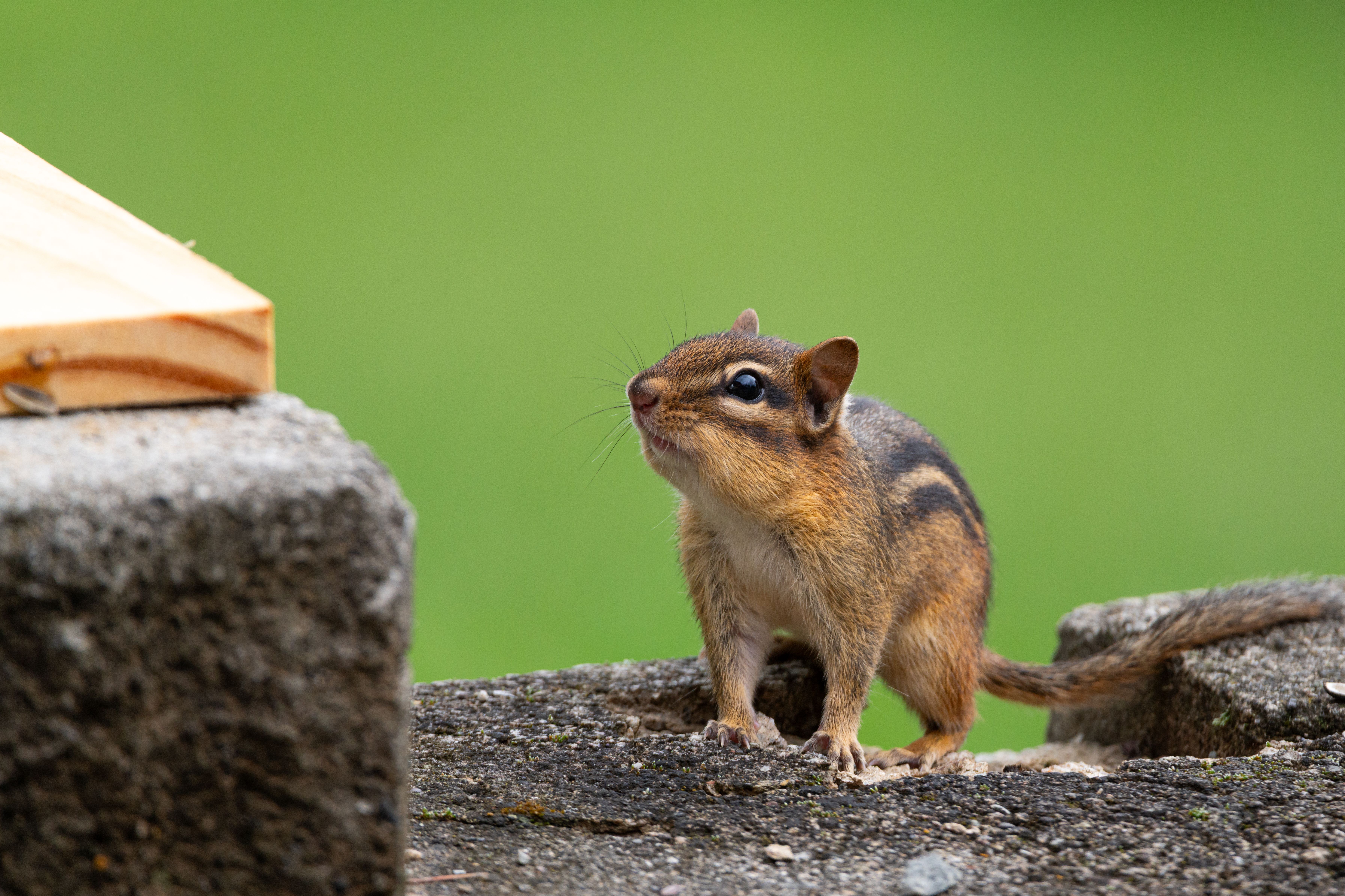 Close-up of Chipmunk on Concrete Edge Outdoors · Free Stock Photo