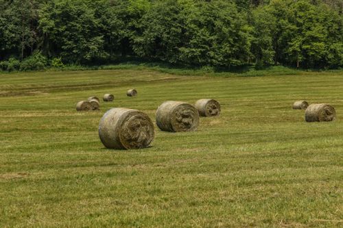Free Rows of hay bales on a verdant field under a summer sky, perfect for agricultural themes. Stock Photo