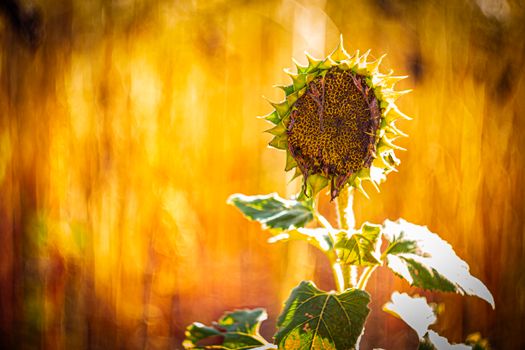 A withered sunflower stands tall against a warm, golden autumn background.