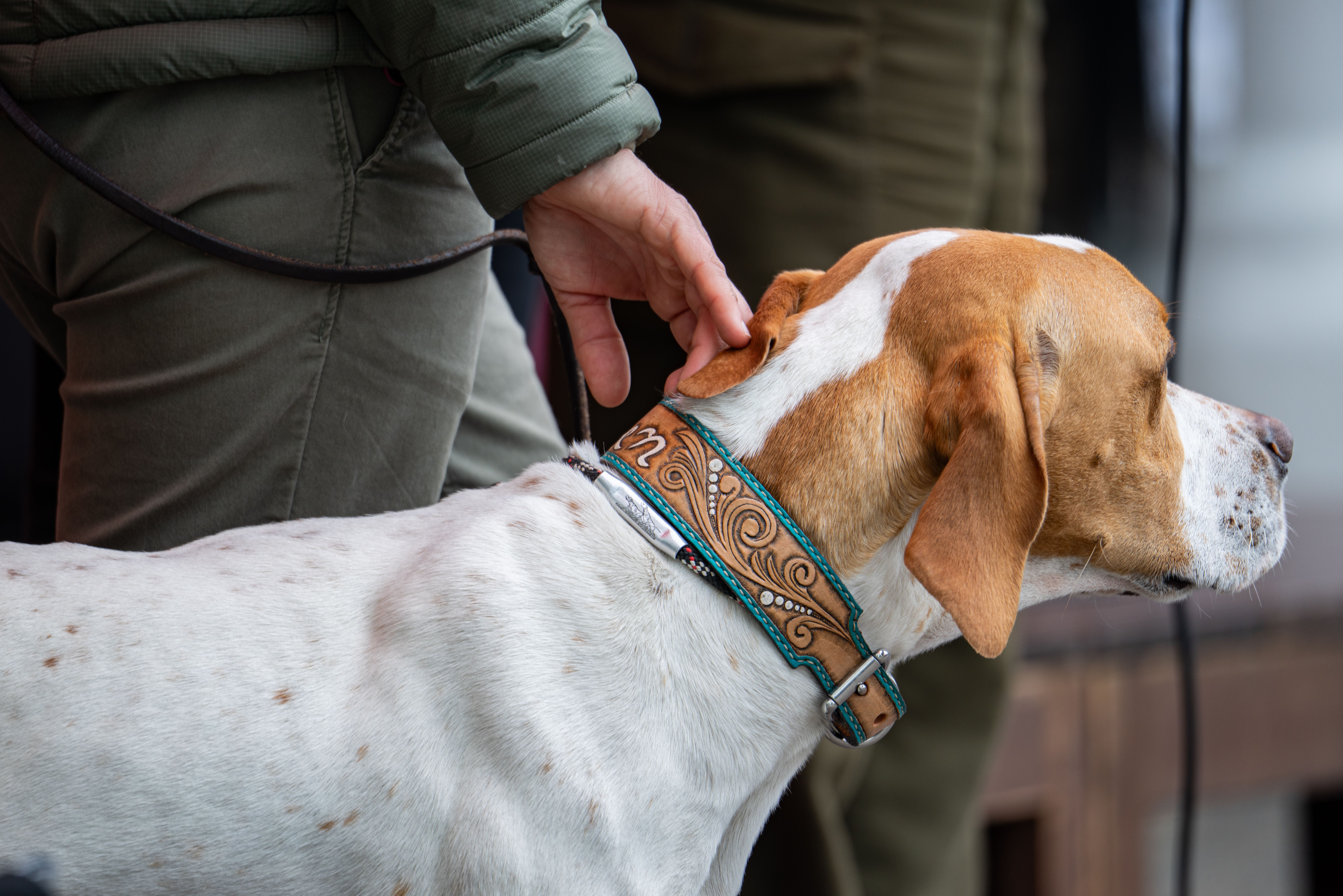 Best Dog Collars — Flat, Martingale, and Personalized Options Ranked