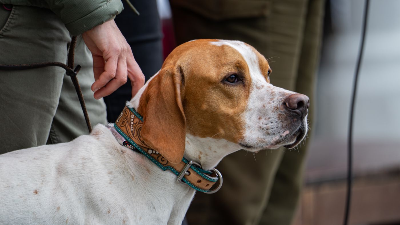 Hypoallergenic Hunting and Sporting Dog Breeds