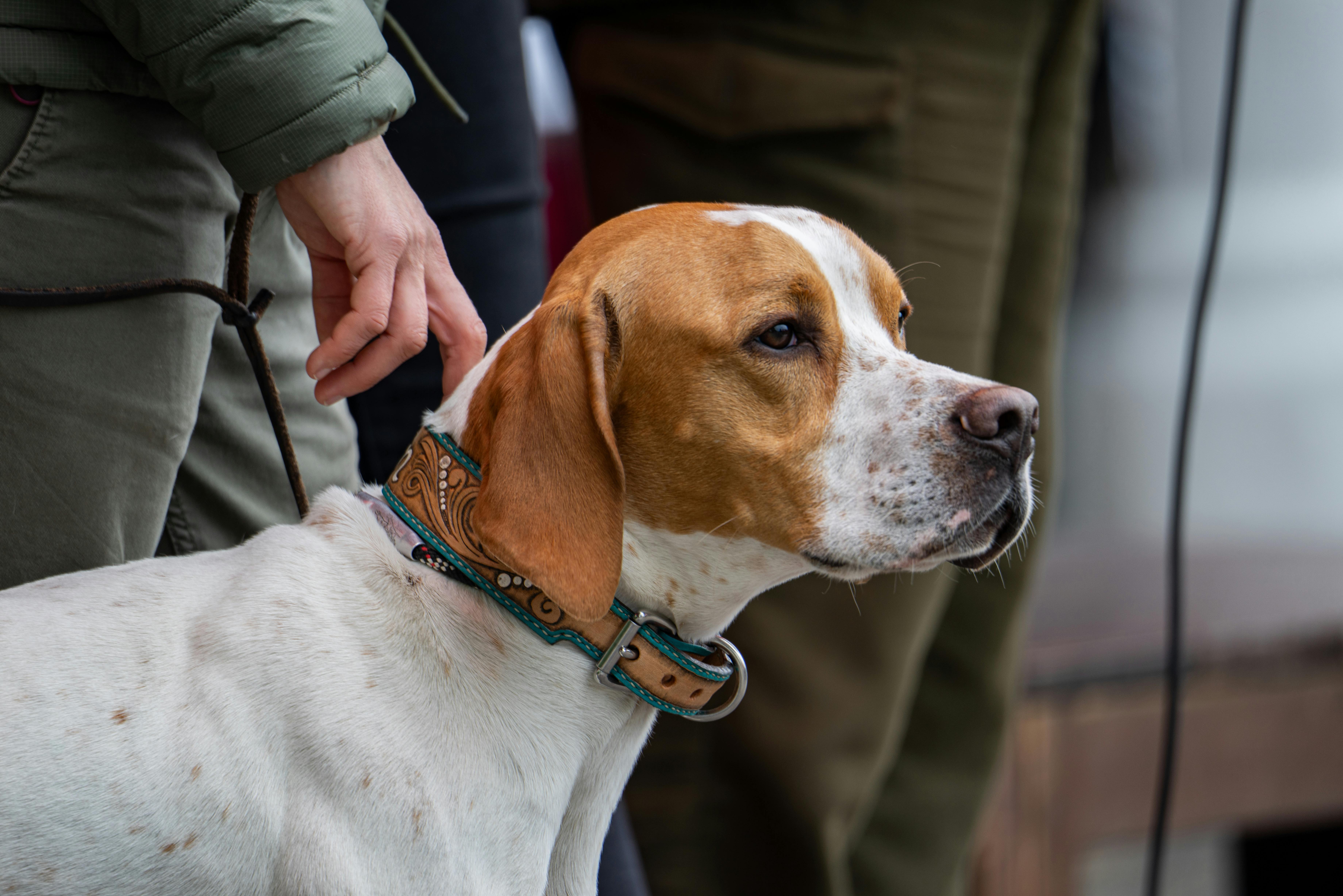 muck dog collar