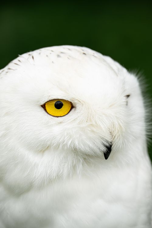 Free Vivid close-up of a snowy owl showcasing its striking yellow eyes against a blurred background. Stock Photo
