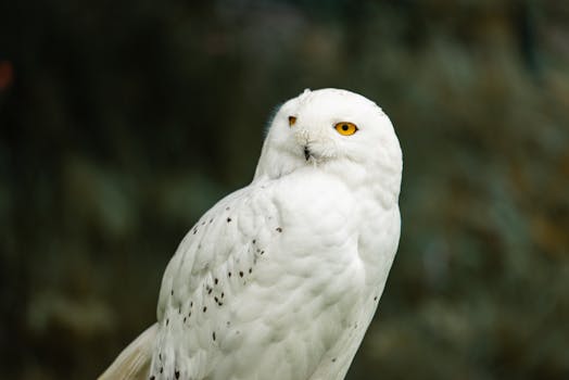 A beautiful snowy owl gazes intensely, showcasing its striking white plumage and vivid yellow eyes.