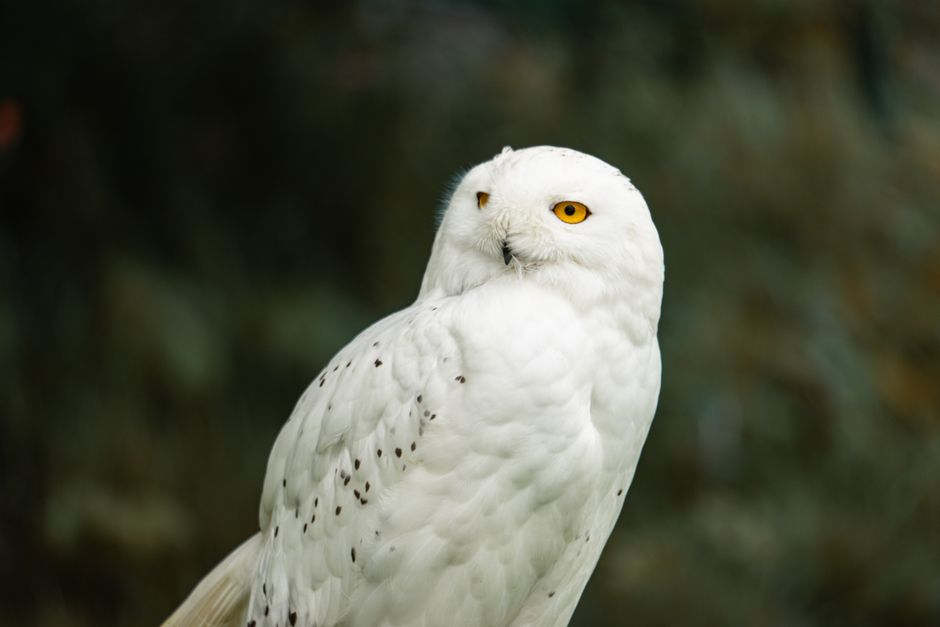 A beautiful snowy owl gazes intensely, showcasing its striking white plumage and vivid yellow eyes.