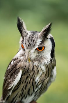 Your Wilderness Is Your Wisdom