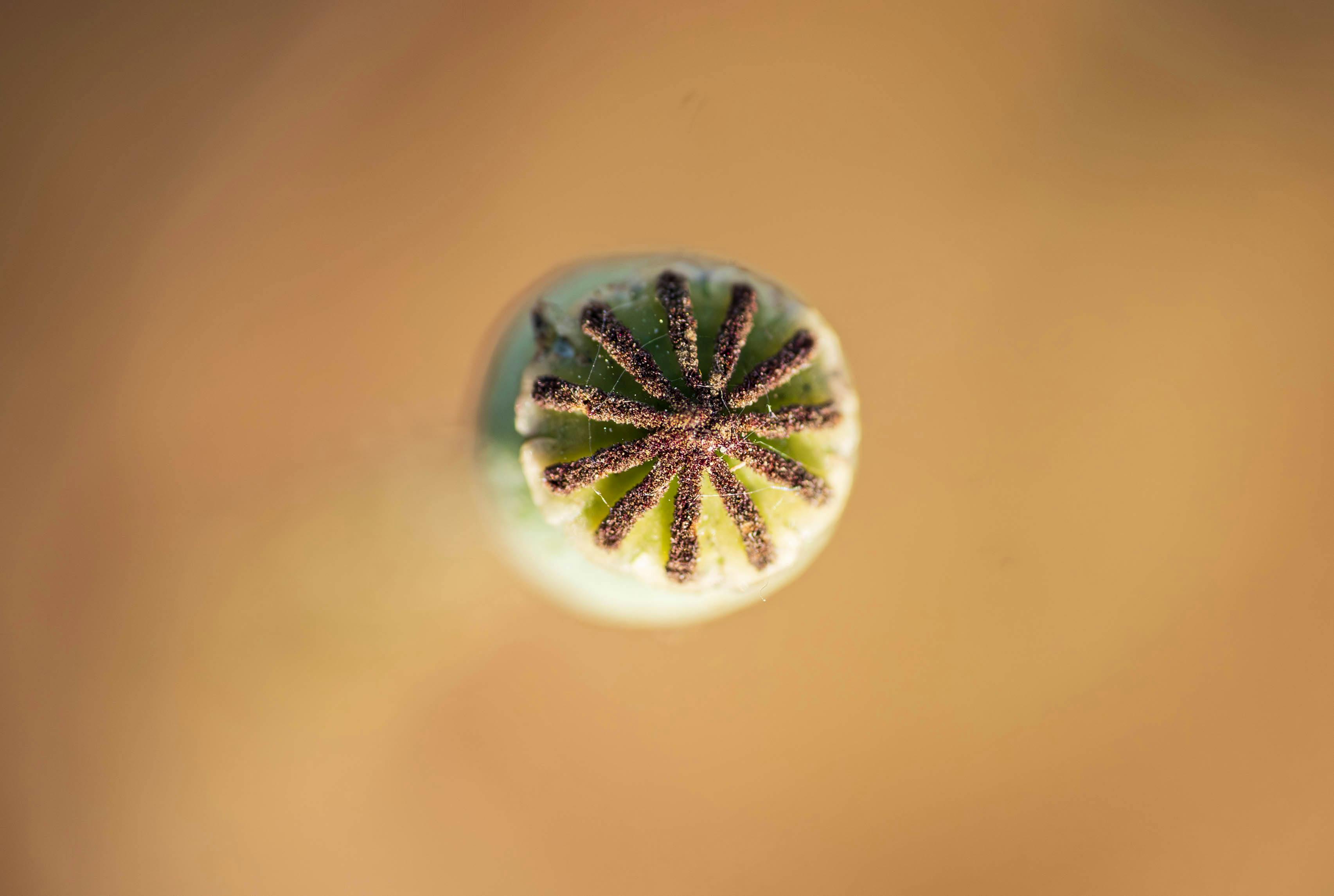 Detailed close-up of a poppy seed pod against a blurred background.