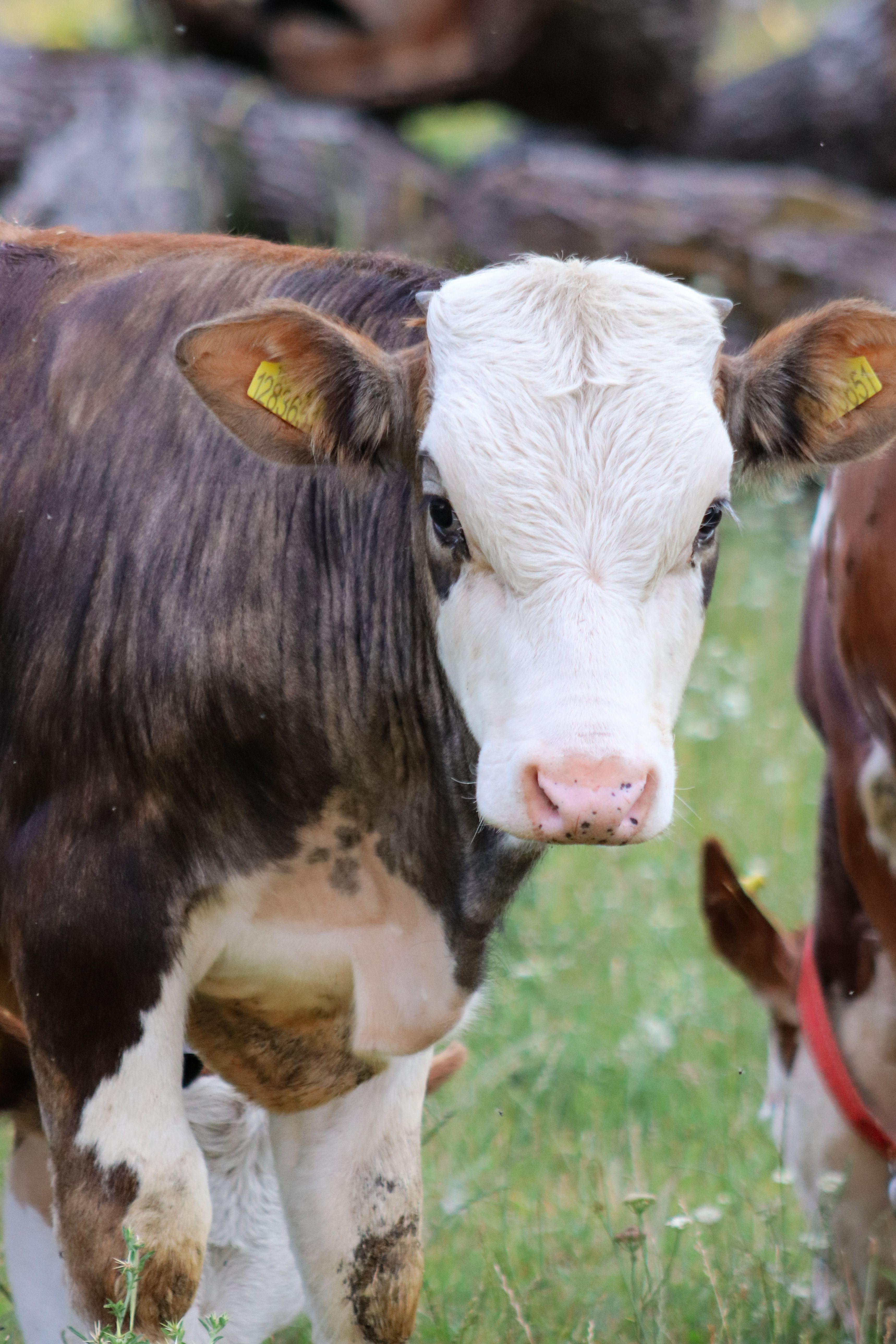 White and Black Cow on Green Grass Field · Free Stock Photo