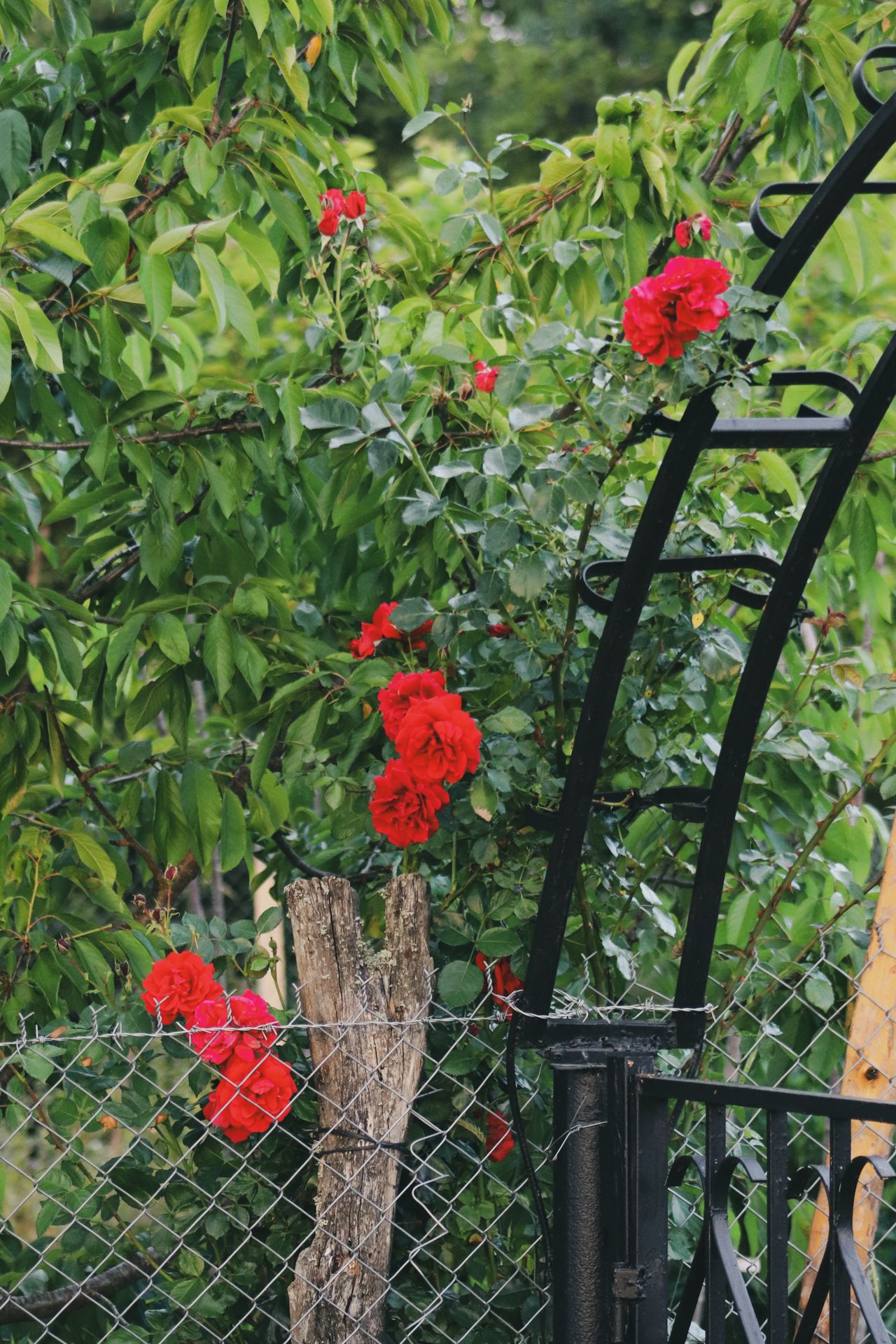 Red climbing roses growing up a black metal trellis in a garden