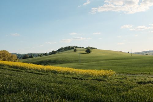 Free Scenic view of green rolling hills and yellow flowers under a clear blue sky in spring. Stock Photo