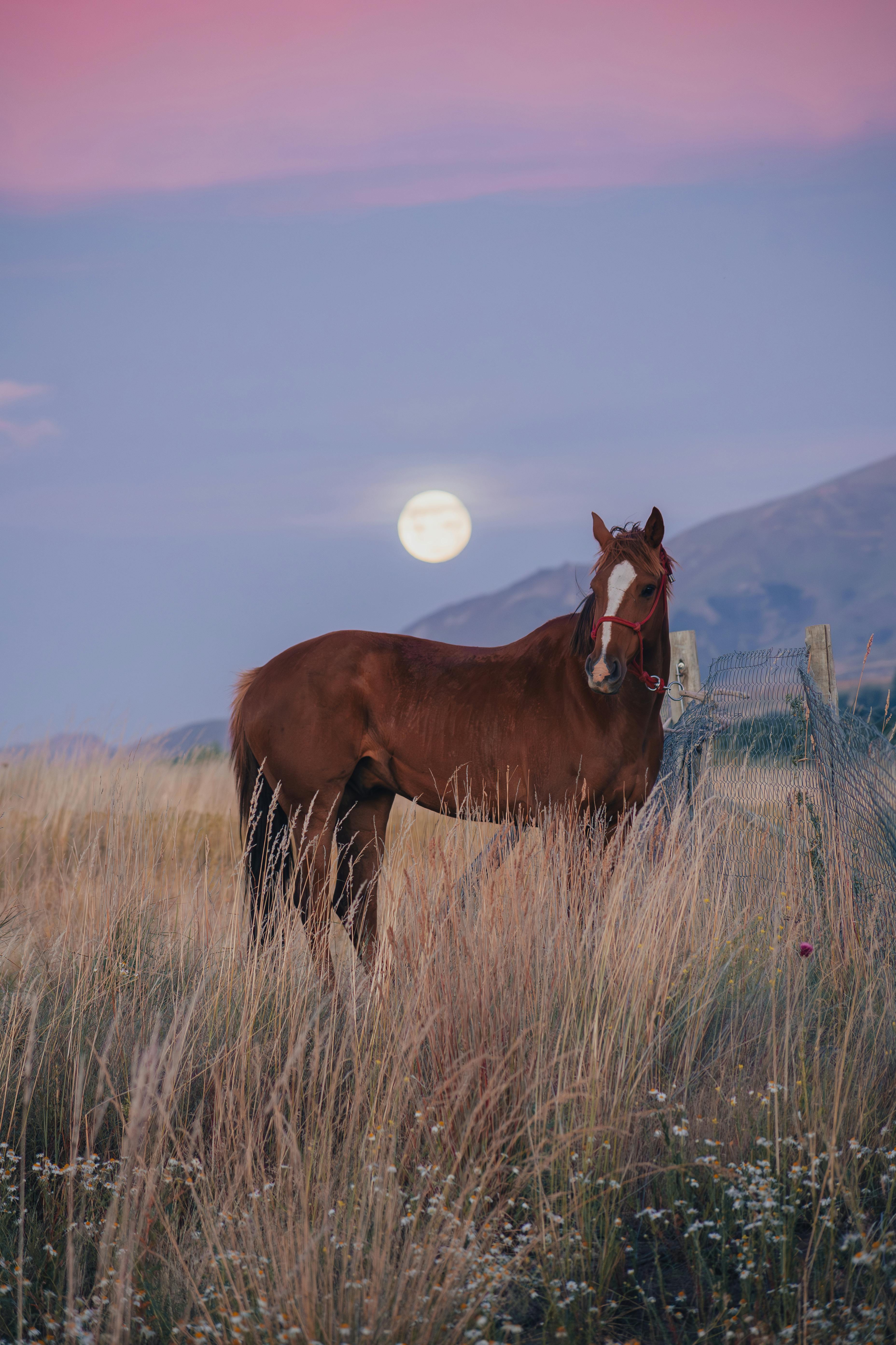 A beautiful horse stands in a grassy field with a full moon and sunset sky in the background.