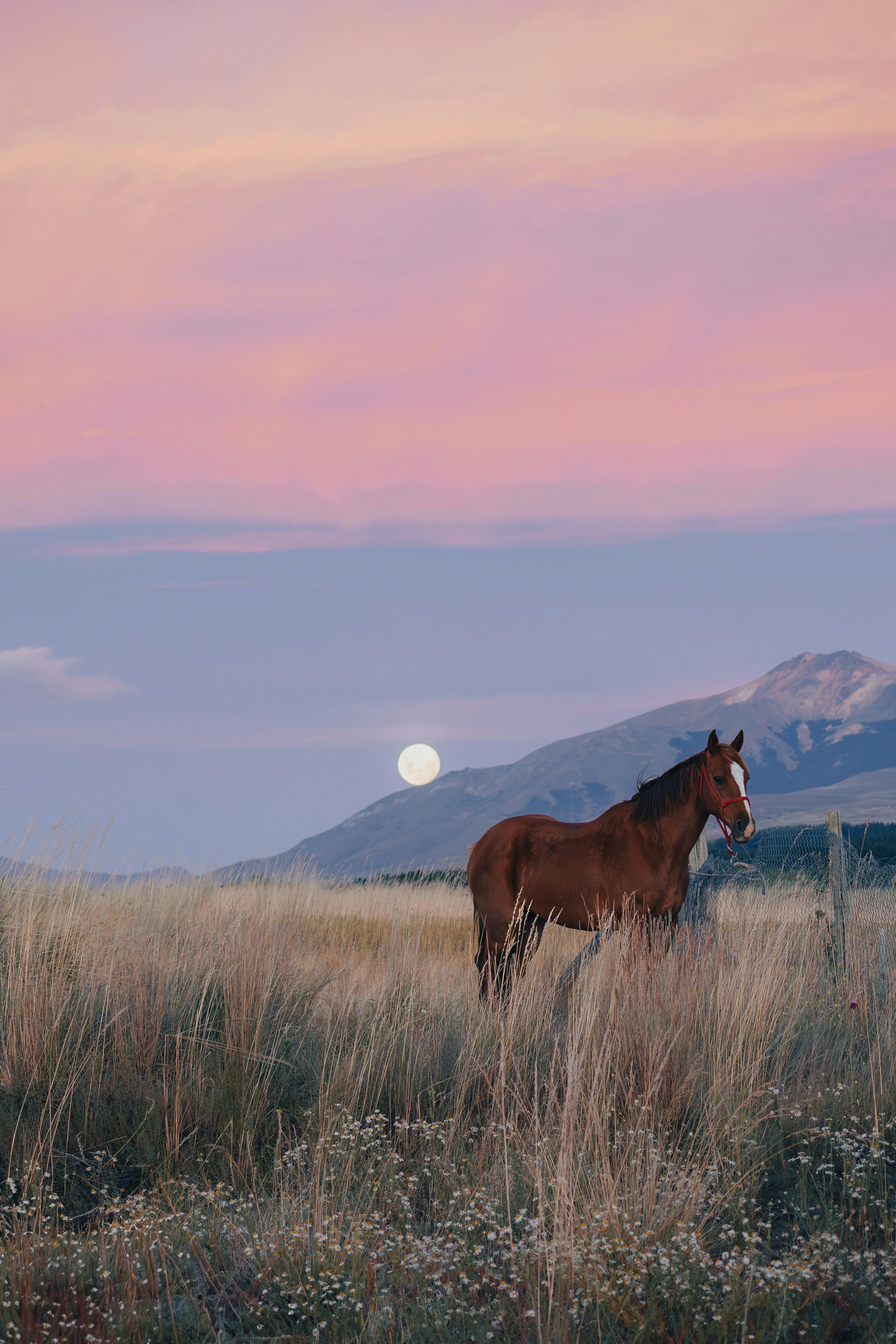 A solitary horse stands in a grassy field with a stunning mountain backdrop and a full moon in the sky.