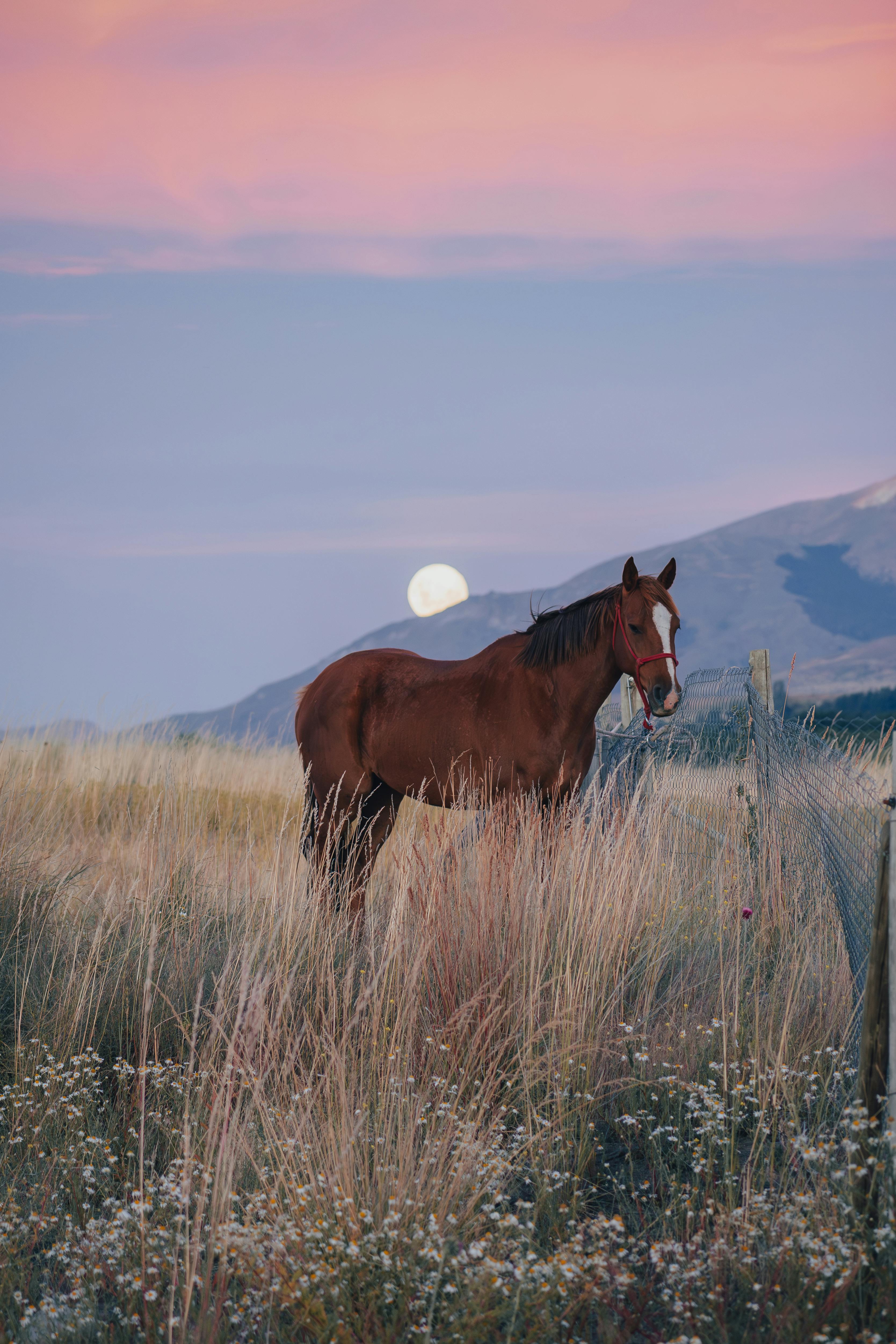 A horse stands in a meadow at sunset with a full moon rising behind, creating a serene atmosphere.