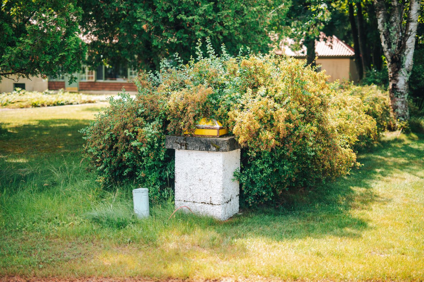 Before: overgrown bush in an unkempt garden
