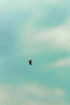 A solitary insect flies against a serene, blue sky with soft clouds in the background.