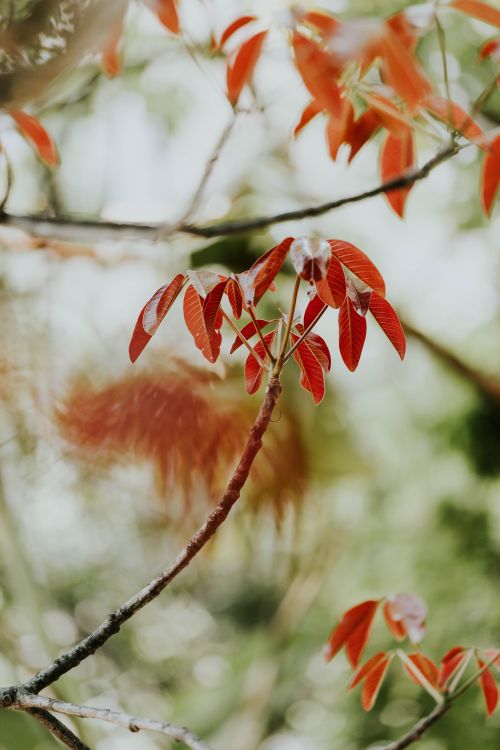Free Close-up of fresh red leaves on a tree branch, capturing the essence of spring's vibrant colors. Stock Photo