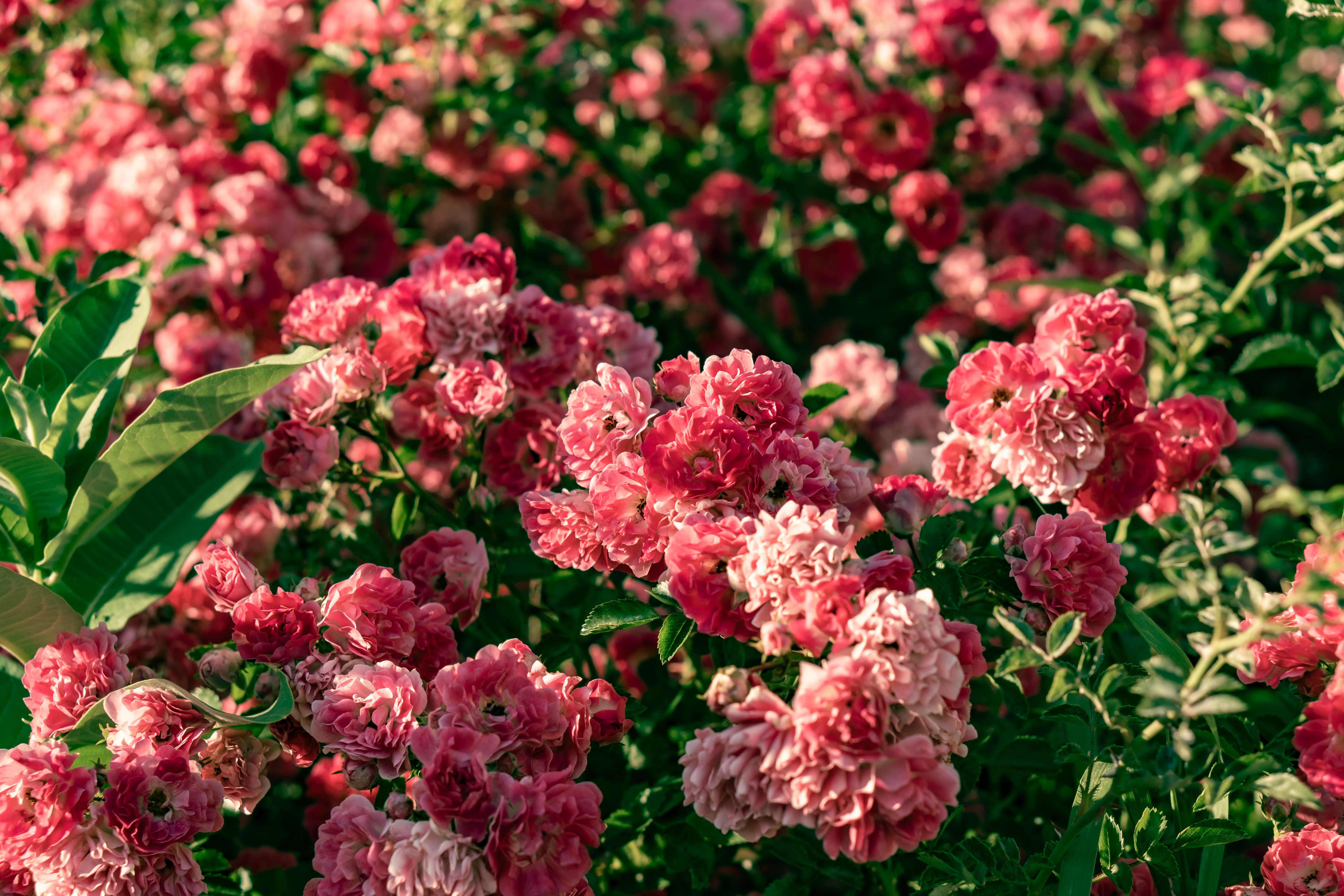Beautiful Pink Rose Bushes Blooming in Summer · Free Stock Photo