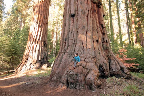 Free stock photo of ancient trees, big trees, child in nature