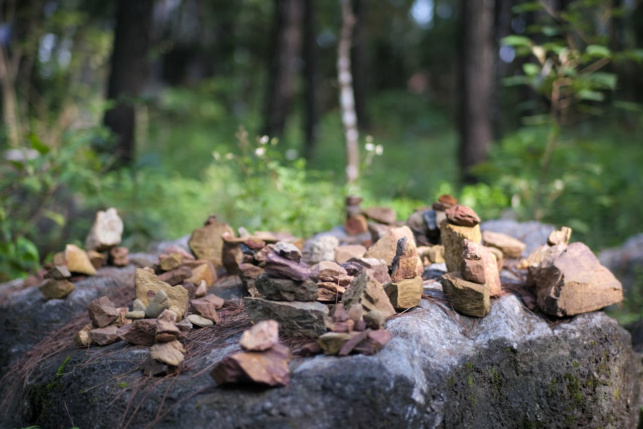 Những điều cơ bản về nuôi mèo và dinh dưỡng cho mèo